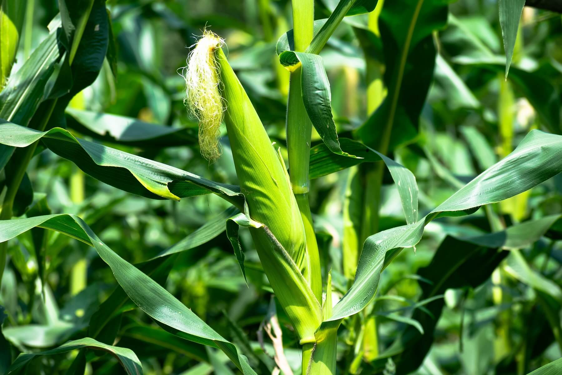 kukorica